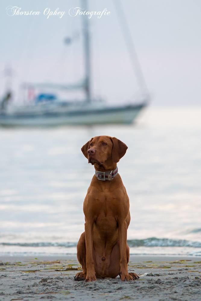 Hund am Strand