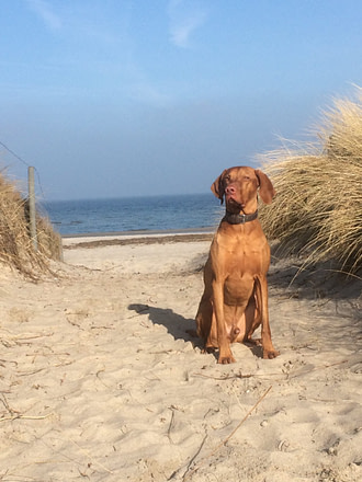 Hund am Strandzugang