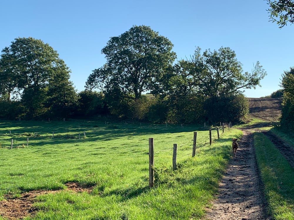 Wiese mit Feldweg