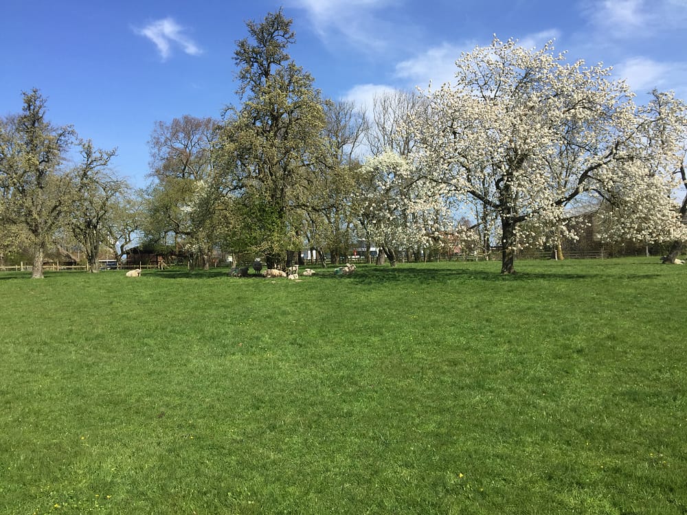 Obstwiese gegenüber